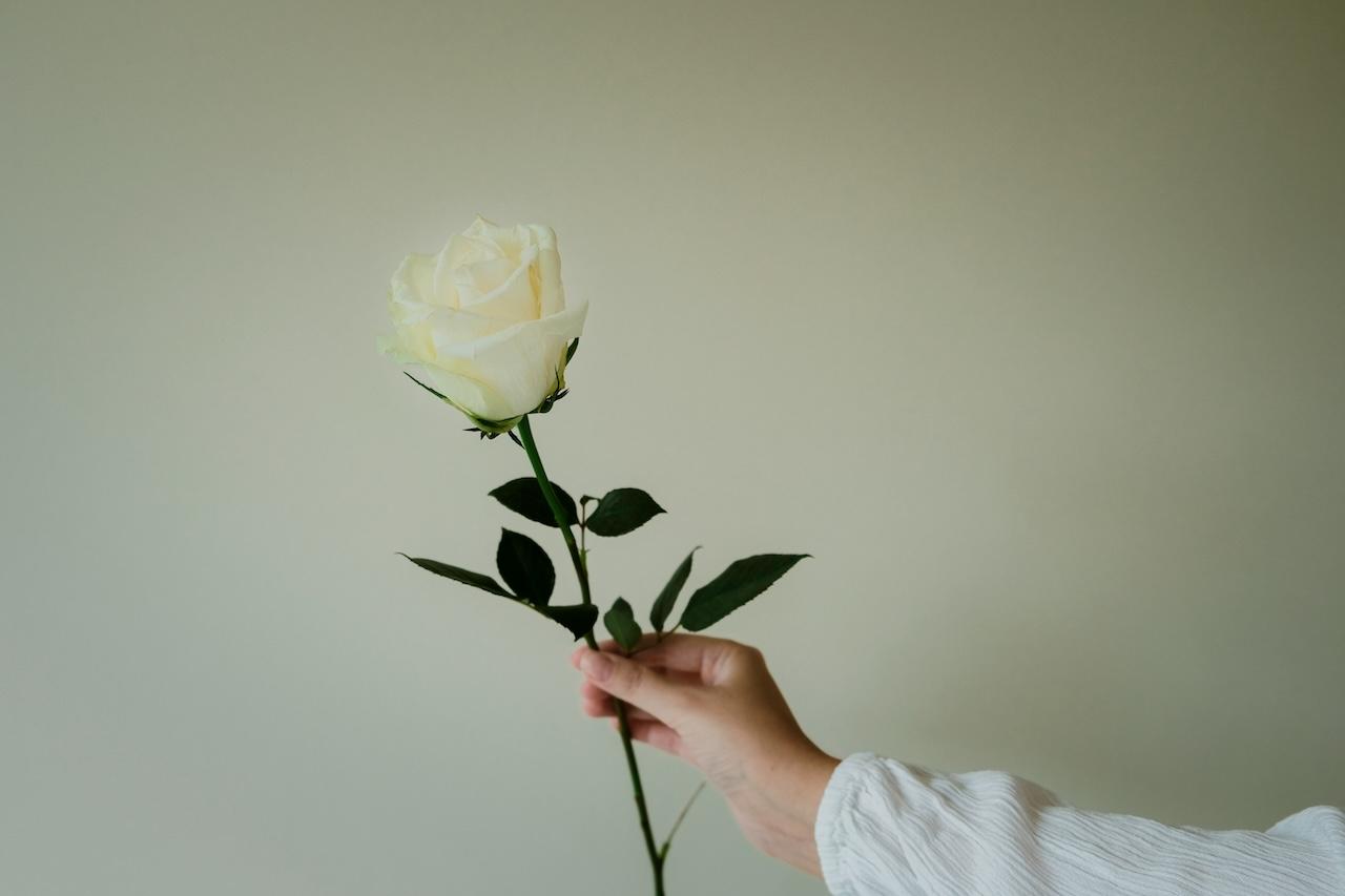 hand holding a white rose